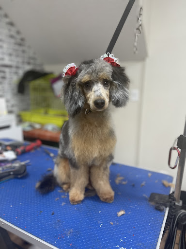 Pet Groomer «Dog Gone Cute Grooming & Bowtique», reviews and photos, 446 Racetrack Rd NW Unit F, Fort Walton Beach, FL 32547, USA