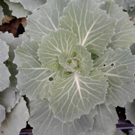 Home Improvement Store «The Home Depot», reviews and photos, 5410 Perkiomen Ave, Reading, PA 19606, USA