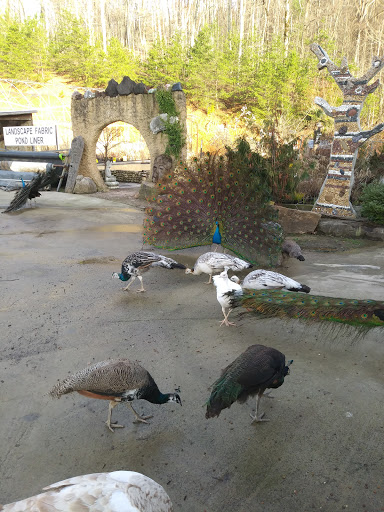 Pet Store «Ponds & Plants», reviews and photos