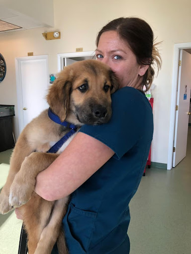 Algonquin Animal Clinic image