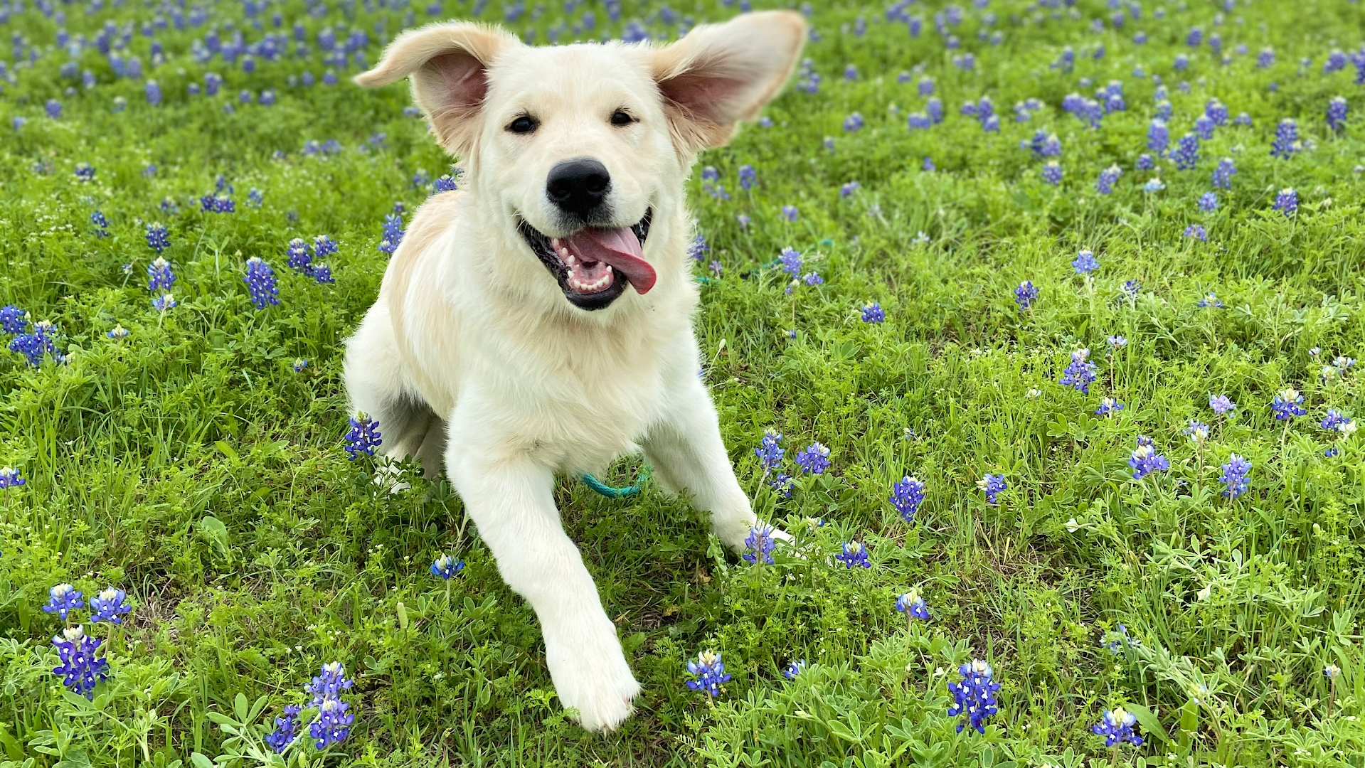 Chasing Life Dog Training