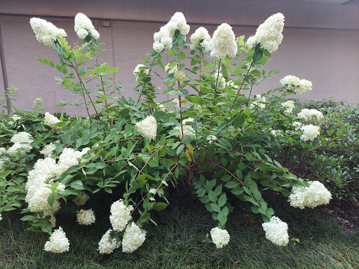 Shopping Mall «Ansley Mall», reviews and photos, 1544 Piedmont Ave NE, Atlanta, GA 30324, USA