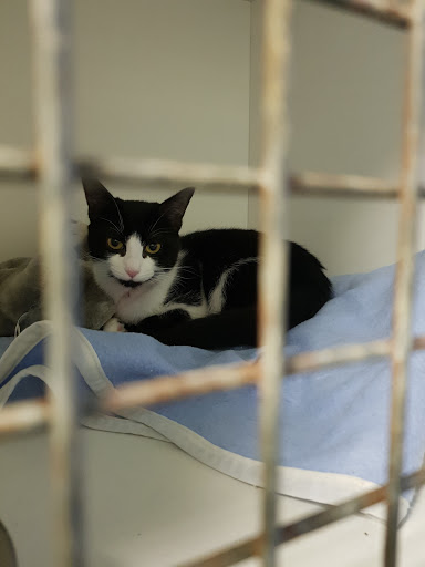 Dresseurs de chats en Toulouse