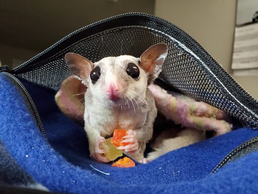 Pet Store «The Pet Glider, Glider World», reviews and photos, 11407 Craighead Dr, Houston, TX 77025, USA