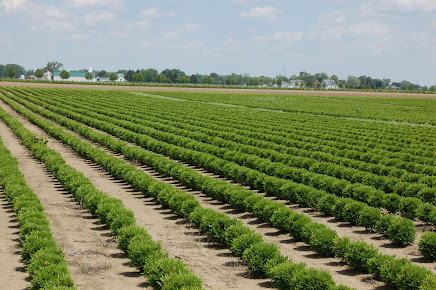 A. Brown & Sons Nursery - Retail Hours Listed, Call for Wholesale Hours