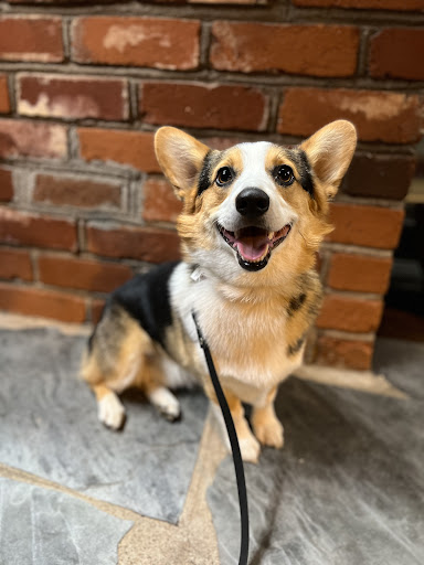 Dog Trainer «Off Leash K9 Training, Charlottesville», reviews and photos, 8782 Seminole Trail, Ruckersville, VA 22968, USA