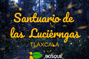 Santuario de las Luciérnagas, Tlaxcala - Bosque Mágico image