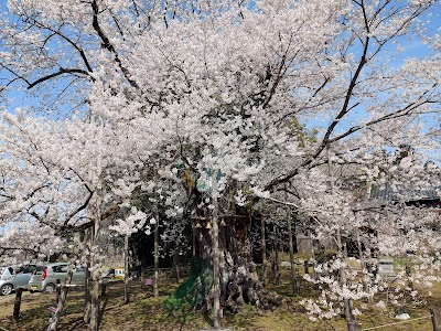 女形谷のサクラ