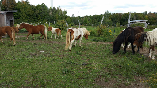 Campground «Ponderosa Campsite», reviews and photos, 417 Town Line Rd, Chateaugay, NY 12920, USA