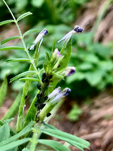 Park «Doughboy Park», reviews and photos, Woodside Ave, Woodside, NY 11377, USA