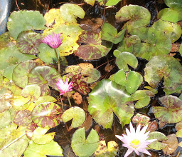 Jardineria En General (Sac-Nicte) photo