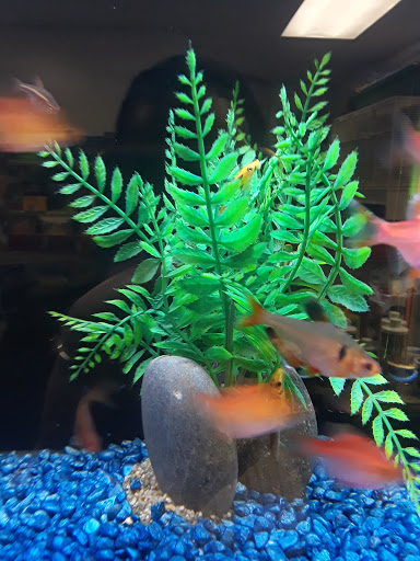 Pet Store «Animal Lovers Pet Shop», reviews and photos, 24028 Vista Montana, Torrance, CA 90505, USA