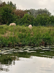 Photo n°46 de Au Bon Accueil, visite guidée du marais Audomarois à Salperwick ()