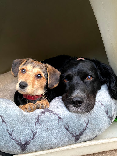Inland Valley Veterinary Specialists image