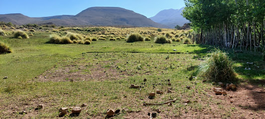 Bosque Petrificado