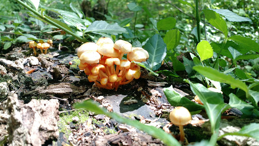 Nature Preserve «Meltzer Woods», reviews and photos, 1522 S 600 E, Shelbyville, IN 46176, USA