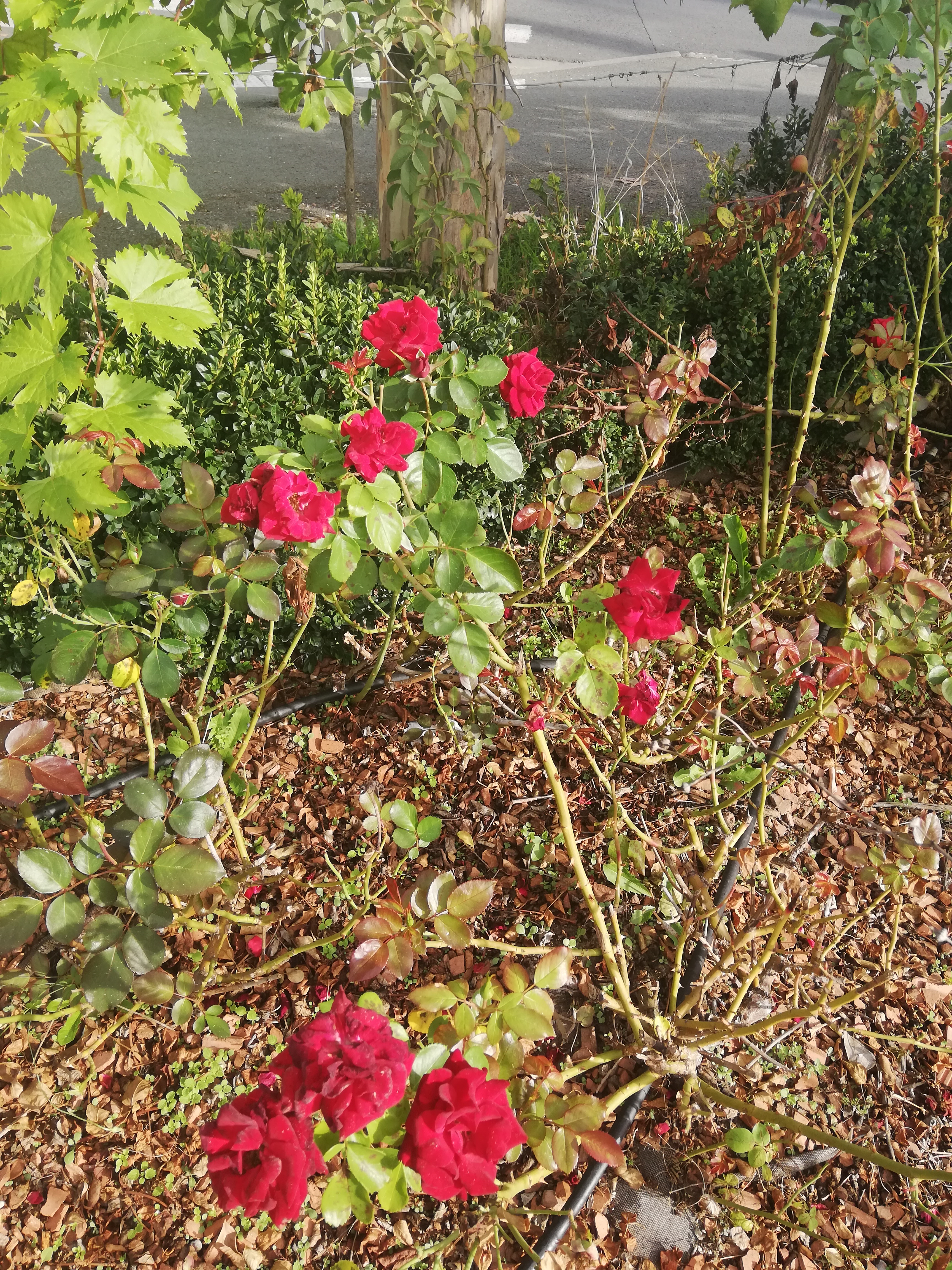 Photo n° 8 de l'avis de Elma. fait le 04/10/2021 à 01:45