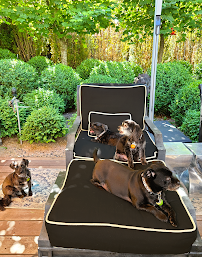 Maser's Grooming and Pet Boutique, inc - Photo 8 - Car repair in Kenmore, WA, Seattle