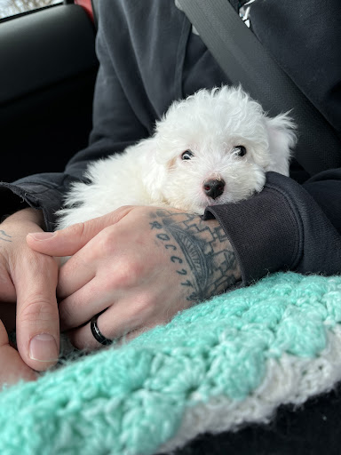 Pet Supply Store «Petco Animal Supplies», reviews and photos, 300 Hylan Dr, Rochester, NY 14623, USA