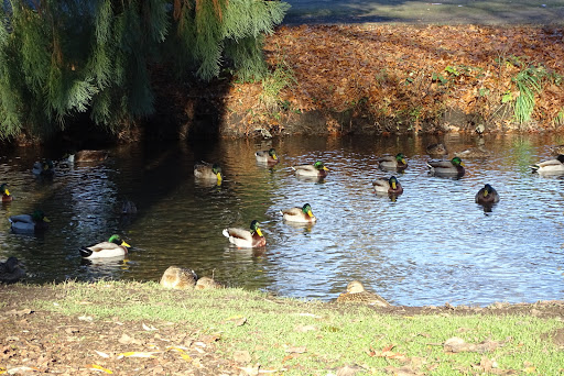 Park «Island Park», reviews and photos, 200 W B St, Springfield, OR 97477, USA