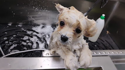 Kimydog peluquería canina - Servicios para mascota en Moaña