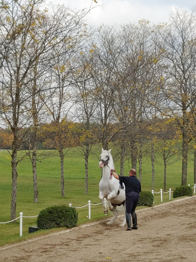 Tourist Attraction «The Tempel Lipizzans», reviews and photos, 17000 W Wadsworth Rd, Old Mill Creek, IL 60083, USA