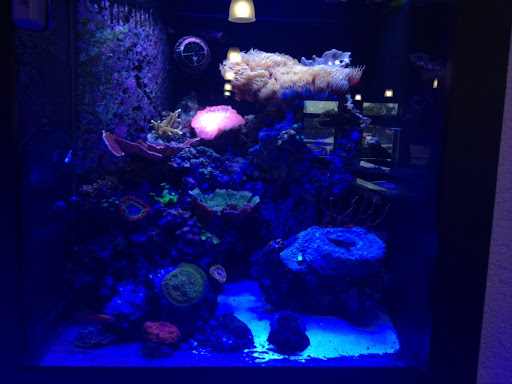 Pet Store «Ocean View Aquariums», reviews and photos, 6883 SW 40th St, Miami, FL 33155, USA