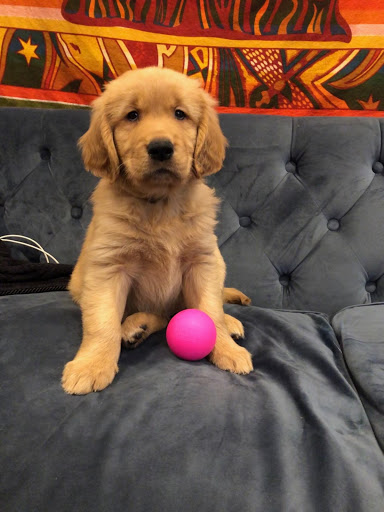 Pet Boarding Service «All About Pets», reviews and photos, 130 Arrow Rd #102, Hilton Head Island, SC 29928, USA