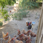 Photo n° 6 de l'avis de Anke.a fait le 13/08/2022 à 08:24 pour Ferme de Simondon à Plats