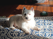 Snazzy Jazzy's Pet Salon Towson - Photo 6 - Car repair in Towson, MD, Baltimore