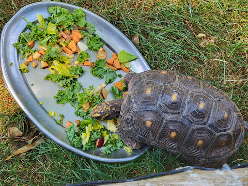 Zoo «Trevor Zoo at Millbrook School», reviews and photos, 282 Millbrook School Rd, Millbrook, NY 12545, USA