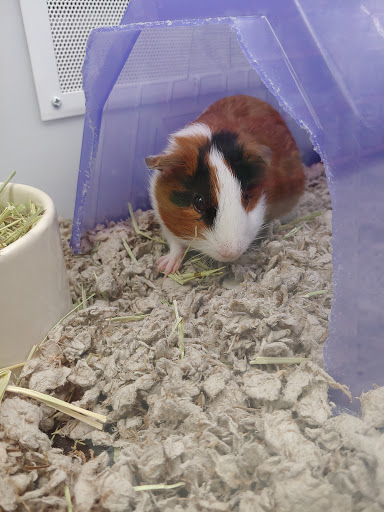 Pet Supply Store «Petco Animal Supplies», reviews and photos, 4950 S 76th St, Greenfield, WI 53220, USA