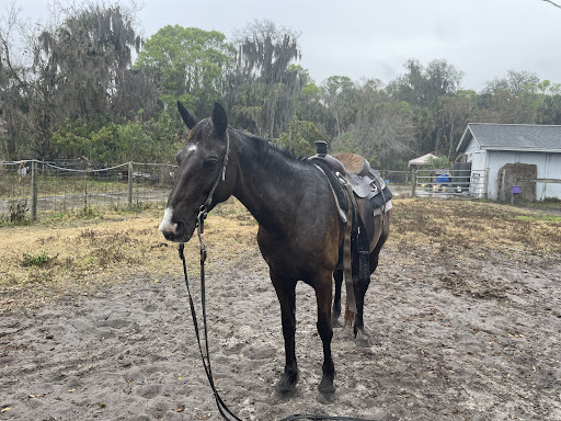 Horseback Riding Service «Horseback Trail Rides», reviews and photos, 1020 Camp Rd, Cocoa, FL 32927, USA
