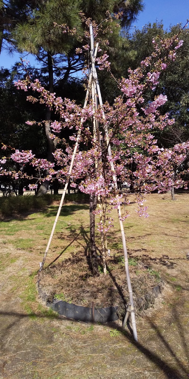 東大浜第１公園