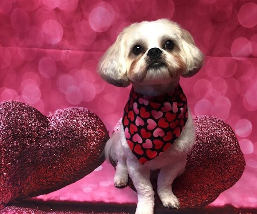 Pet Supply Store «Animal House Grooming & Quality», reviews and photos, 229 W Absecon Blvd, Absecon, NJ 08201, USA