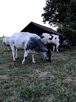 Photos des visiteurs Lodge Gîte Sous les Arbres 6640 Vaux-sur-Sûre