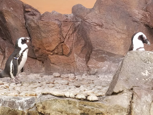 Tourist Attraction «Pemberton Place», reviews and photos, 126 Ivan Allen Jr Blvd NW, Atlanta, GA 30308, USA