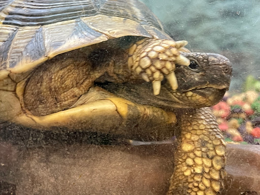 Pet Supply Store «Petco Animal Supplies», reviews and photos, 3000 Gateway St #220, Springfield, OR 97477, USA