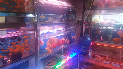 Top 20 cửa hàng cá kiểng Huyện Phước Long Bạc Liêu 2022