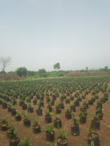 JB Farms Limited, 29 Adebola Ojomo Street Aguda Surulere, Odogbolo, Nigeria, Church, state Ogun