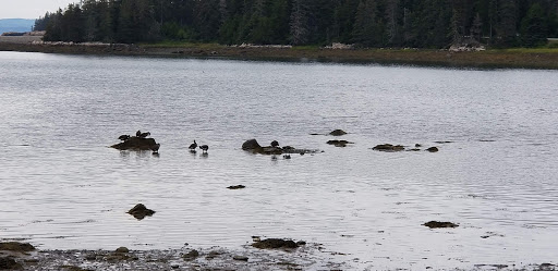 Vista Point «Schoodic Point», reviews and photos, Arey Cove Rd, Winter Harbor, ME 04693, USA