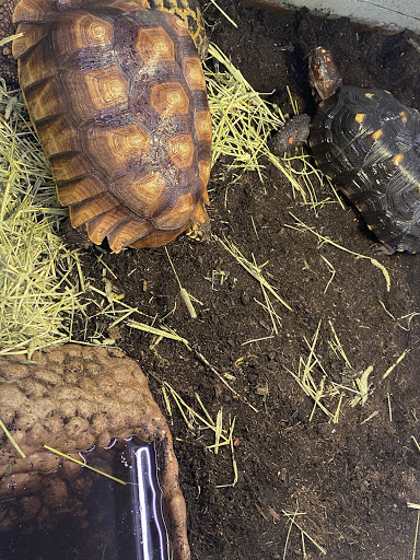 Pet Store «Jules Pet Shop», reviews and photos, 2214 N Milwaukee Ave, Chicago, IL 60647, USA