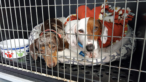 Pupperdoos And Kitties Too