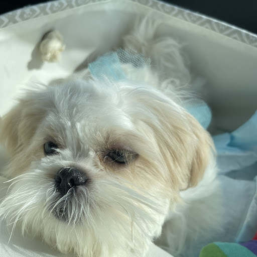 Pet Supply Store «Petco Animal Supplies», reviews and photos, 5994 Montana Ave, El Paso, TX 79925, USA