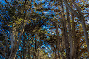 Cypress Tree Tunnel