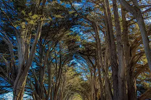 Cypress Tree Tunnel image