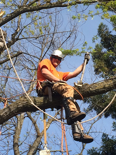 Big Ts Trees image