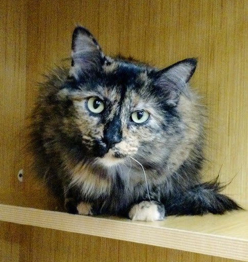 Pet Supply Store «Petco Animal Supplies», reviews and photos, 1500 N Town E Blvd, Mesquite, TX 75150, USA