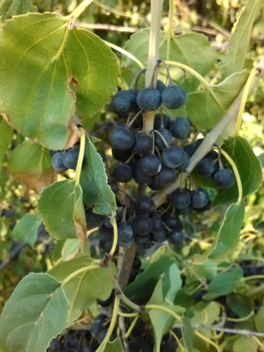 Golf Course «Aurora Hills Golf Course», reviews and photos, 50 S Peoria St, Aurora, CO 80012, USA