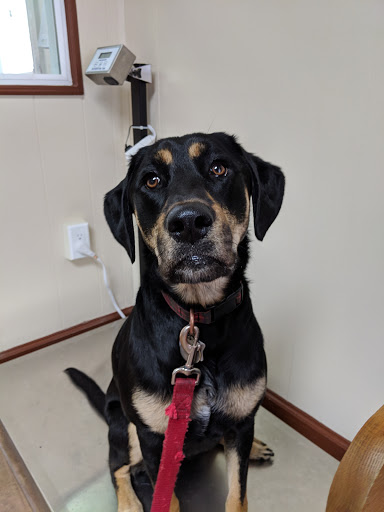 Animal Hospital «Blue Cross Pet Hospital», reviews and photos